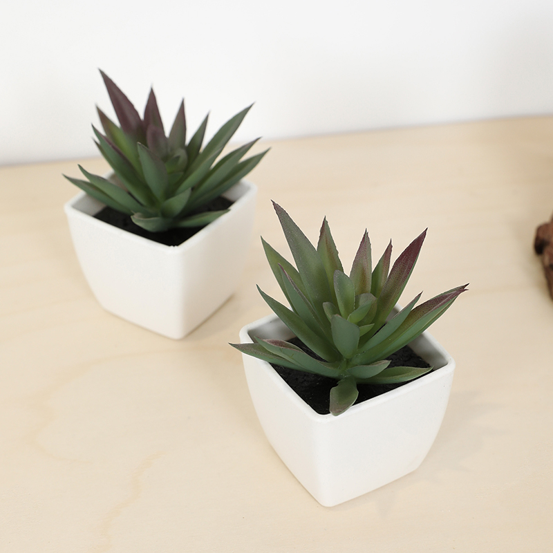 Mini tasse de fée succulente a - Plant Desk Mini avis et prix
