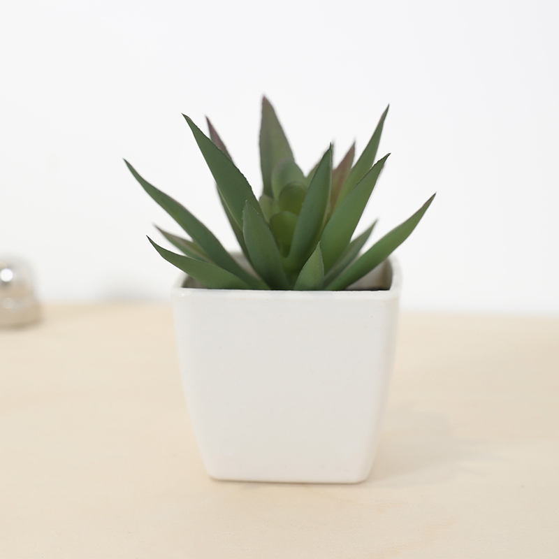 Mini tasse de fée succulente a - Plant Desk Mini avis et prix