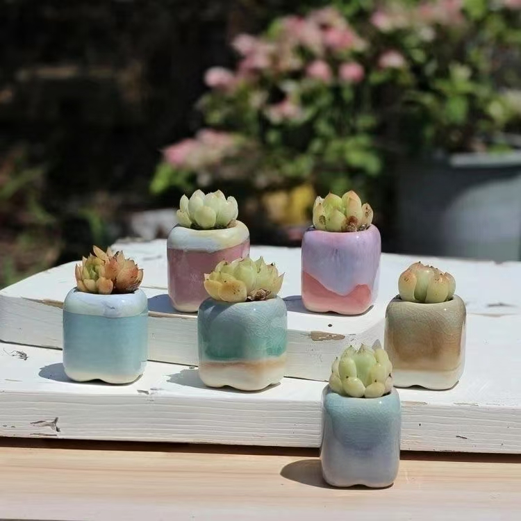 6 pièces Mini pot de fleurs su - Plant Desk Mini avis et prix